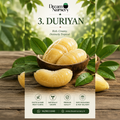 Durian Plant (Durio zibethinus) – King of Fruits | Dream Nursery