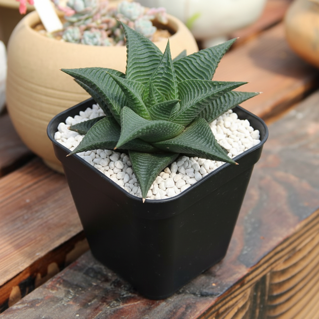 Haworthia limifolia in black square pot on wooden surface