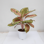Aglaonema 10 Karat potted plant – second view of the variegated foliage
