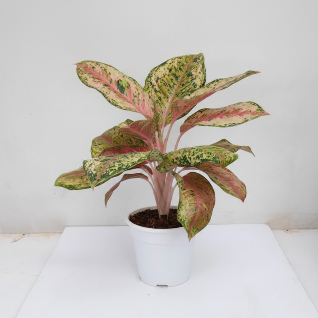 Aglaonema 10 Karat plant side angle view in white plastic pot on white background