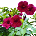 Allamanda Maroon Dwarf Tiger allamanda – Live Flowering Plant