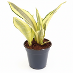 Sansevieria Gold Dust snake plant in pot, product photo
