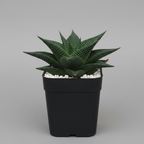 Haworthia limifolia Succulent – Easy Care Indoor Plant for Home & Office.