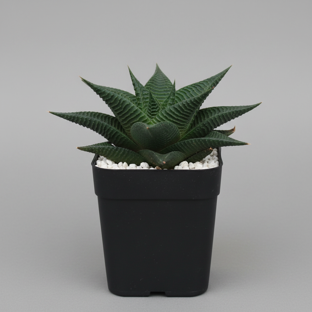 Haworthia limifolia in black square pot side angle grey background