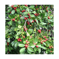 Strawberry Guava Plant (Psidium cattleianum) with red fruits – Dream Nursery