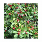 Strawberry Guava Plant (Psidium cattleianum) with red fruits – Dream Nursery
