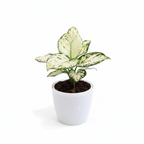 Aglaonema Super White — Elegant Rare Plant for Bright Interiors.