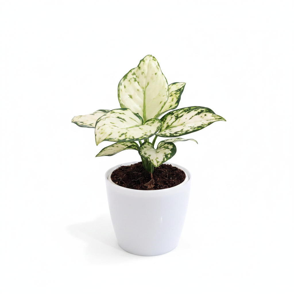 Aglaonema Super White plant side angle view, white background studio shot