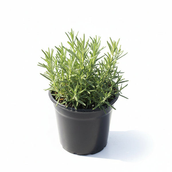 Rosemary live plant in its original black nursery pot on a white background