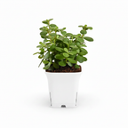 Good Luck Jade Mini – Live Indoor Succulent Plant | Symbol of Prosperity & Positive Energy.
