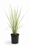 Vettiver live plant in a black nursery cover on a white background