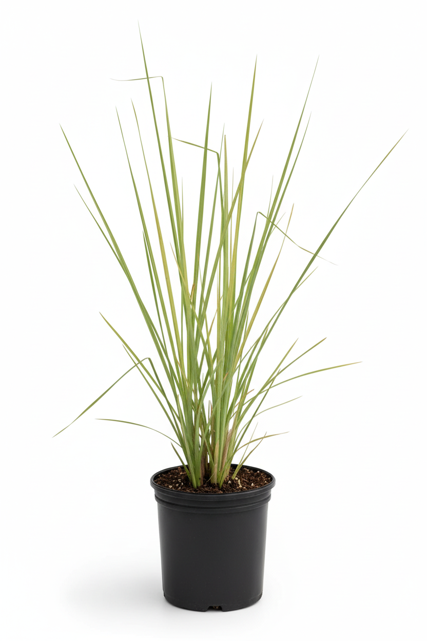 Vettiver live plant in a black nursery cover on a white background
