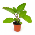 Mother of Thousands live plant in a terracotta pot on a white background