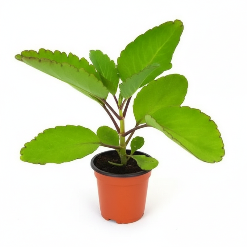 Mother of Thousands live plant in a terracotta pot on a white background