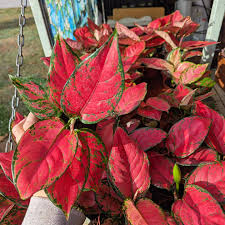 Aglaonema Red Valentine — plant photo