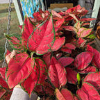 Aglaonema Red Valentine – Rare Beautiful Live Air Purifying Plant.