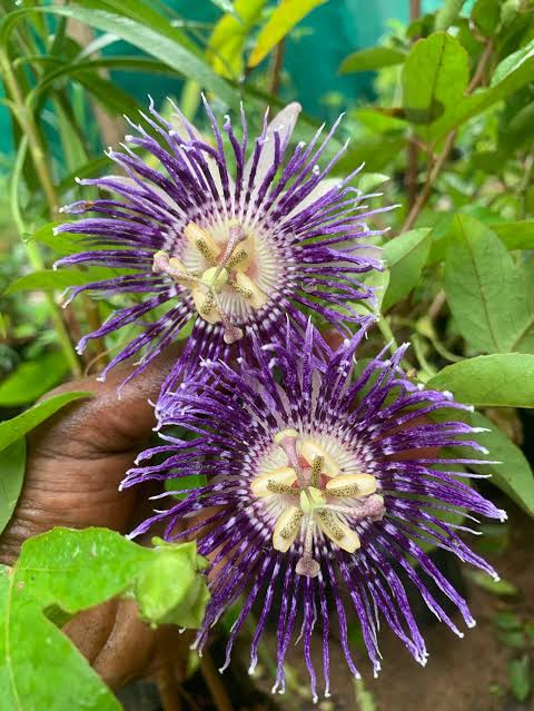 Krishna Kamalam  Blue Creeper Plant | Blue Passion Flower Vine Passion Flower கிருஷ்ண கமலம் செடி(Purple)