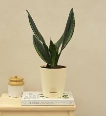 Sansevieria Whitney snake plant — plant in pot