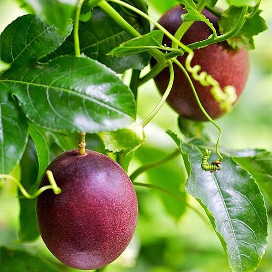 Passion Fruit Plant – Live Climbing Fruit Vine