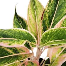 Aglaonema Pink Aurora  — The Rare Beauty -live Air purifier plant.