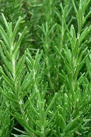Rosemary medicinal plant | ரோஸ்மேரி | ರೋಸ್ಮೇರಿ | రోజ್ಮేరీ | रोज़मेरी