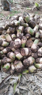 Rasthali (silk banana) live plant