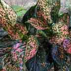 Aglaonema Dalmatian plant – alternate view