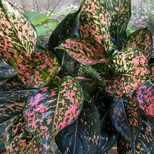Aglaonema Dalmatian — Spotted Beauty for Your Indoor Jungle