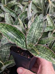 Sansevieria Kirkii Cleopatra — alternate angle