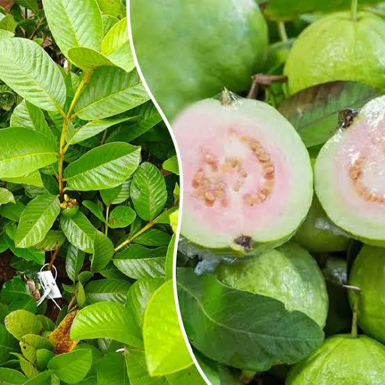 Taiwan Pink Guava Plant – Live Fruit Plant, Sweet & High-Yielding