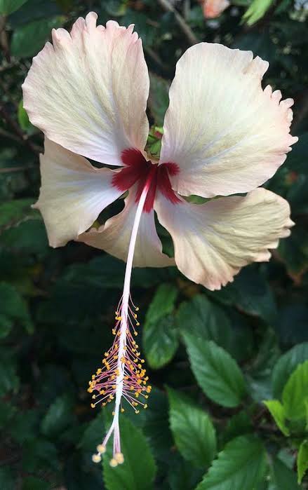 Hibiscus Mix Pack – 5 Plants (Pink, Red & Cream Varieties)