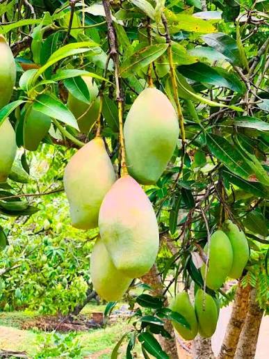 Totapuri Mango Fruit Plant – Grafted, 3–4 ft, Fruiting Stage