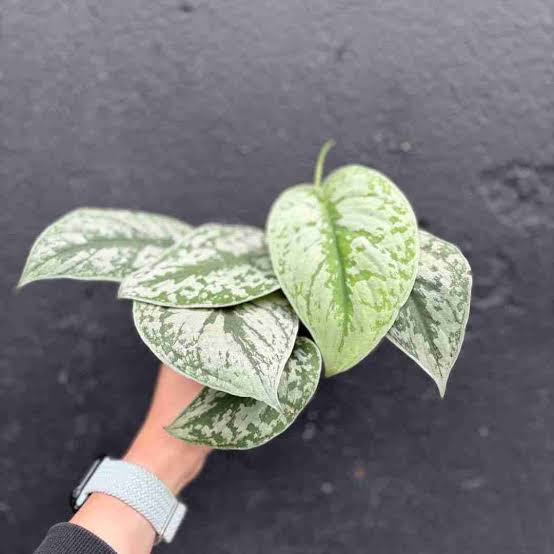 Money Plant Big Leaf Satin Silver – Live Scindapsus