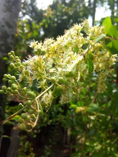 Henna medicinal plant | மருதாணி | ಮದರಂಗಿ | గోరింటాకు | मेहंदी