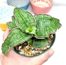 Sansevieria Kirkii Silver Blue mature plant — full view