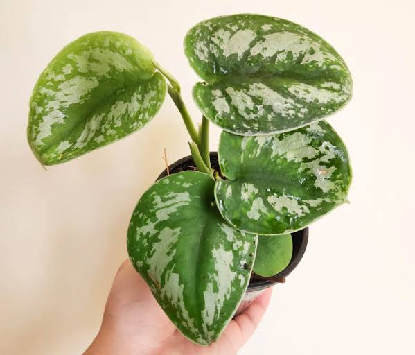 Money Plant Big Leaf Satin Silver – Live Scindapsus