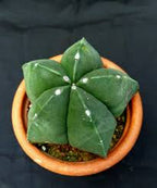 Astrophytum Nudum – Rare Naked Bishop's Cap Cactus (3 Inch).