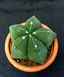 Astrophytum Nudum – Rare Naked Bishop's Cap Cactus (3 Inch).