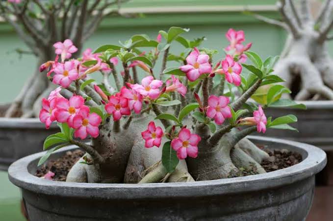 Adenium Arabicum Desert Rose + 6 Inch Tall Pot Combo | Flowering Succulent Grower Pack
