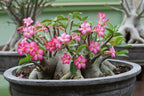 Adenium Desert Rose flowering succulent plant