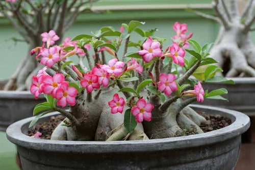 Adenium Arabicum Desert Rose + 6 Inch Tall Pot Combo | Flowering Succulent Grower Pack