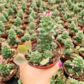 Euphorbia monoadenium ritchiei – Rare Cactus-Like Succulent | Live Plant with Pot