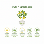 Lemon Plant Care Guide