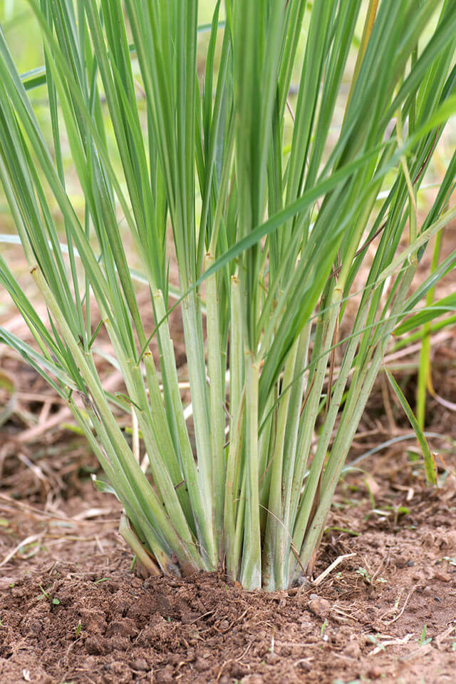 Lemongrass live plant close-up