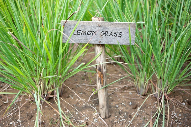 Lemongrass live plant growing in a garden