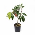 Litchi Grafted Plant Professional Image