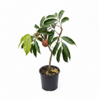 Grafted litchi (lychee) live plant