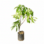 Litchi (lychee) plant in a nursery grow bag