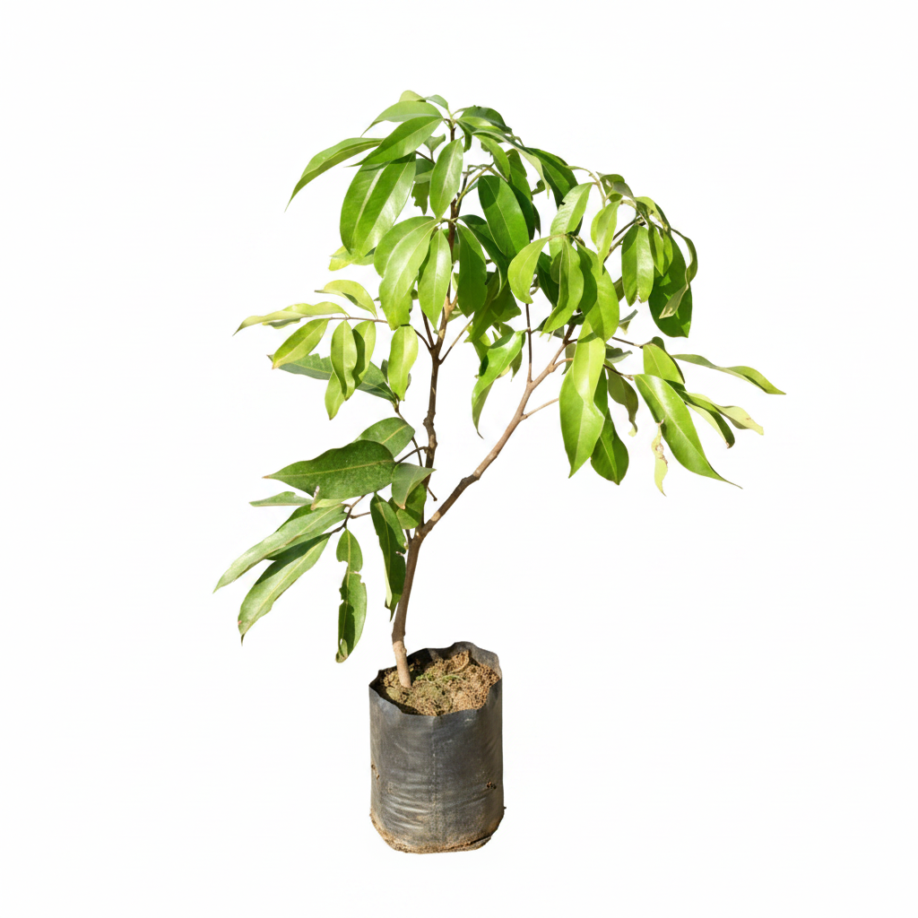 Litchi Plant in Nursery Bag - Professional