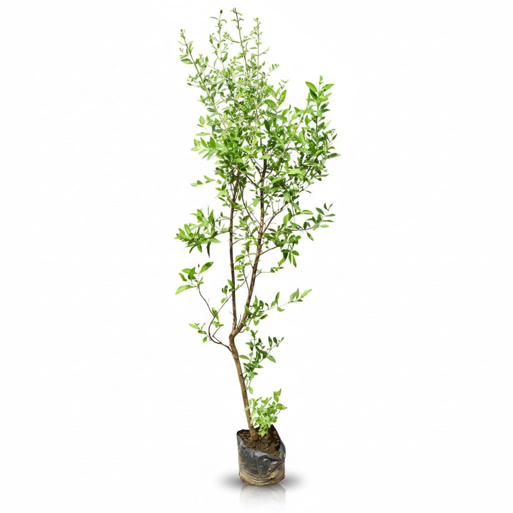 Live medicinal plant in its original black grow bag on a white background